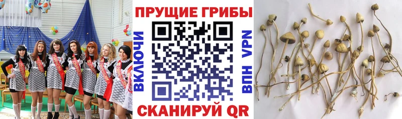 где продают наркотики Шадринск Галлюциногенные грибы прущие грибы